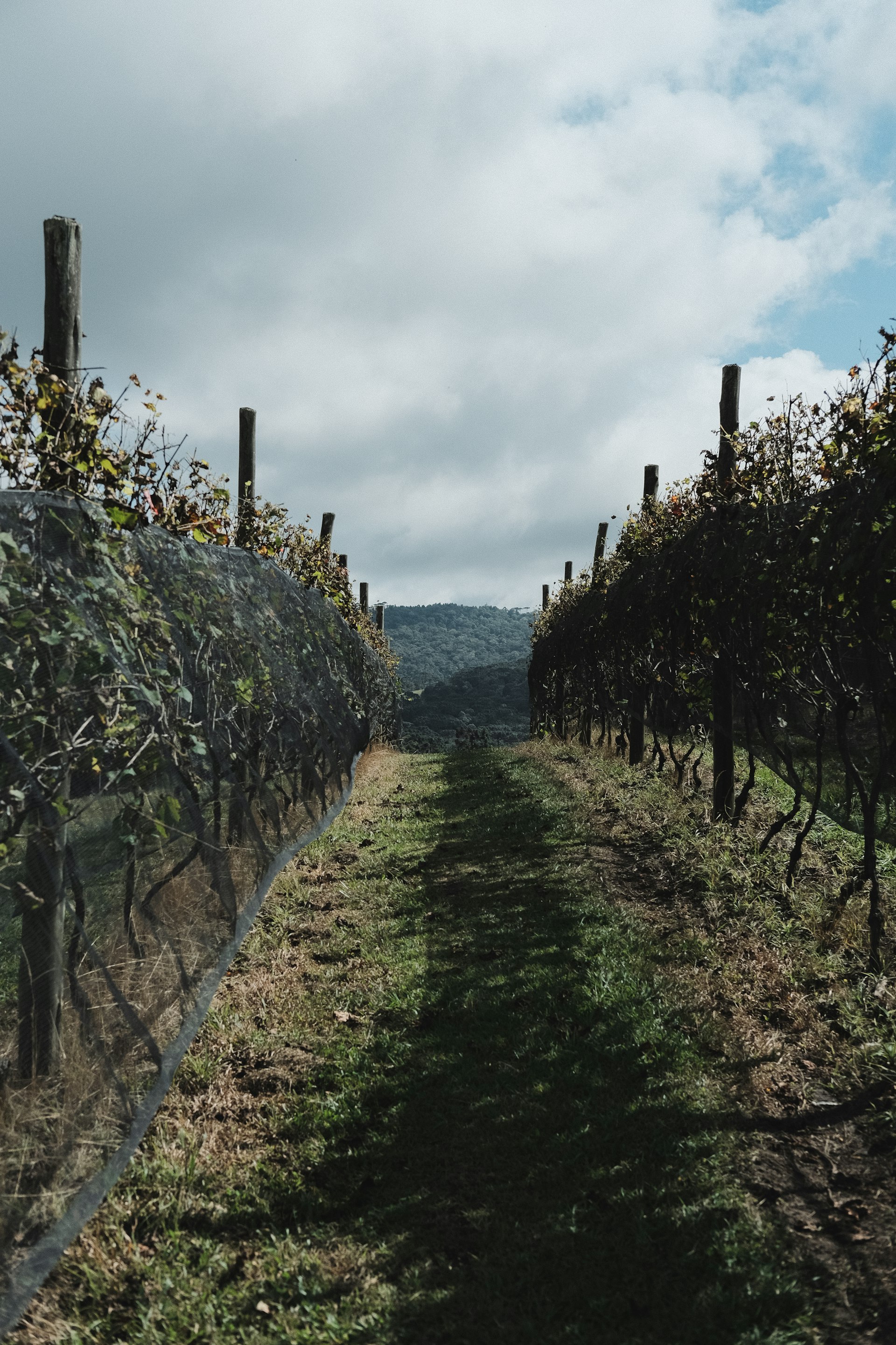 Vineyard rows under a wide sky